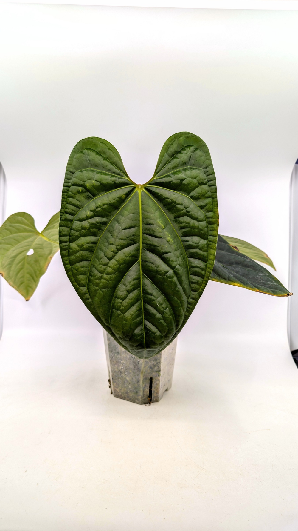 Anthurium Regale X Luxurians — The Leaf Gallery